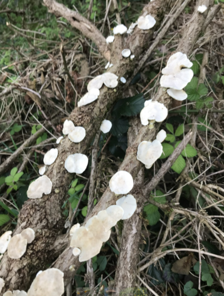 A Fungi Foray in Lancashire | The Wildlife Trust for Lancashire